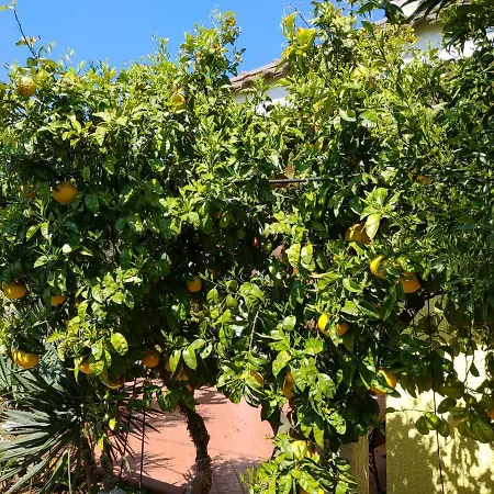 Tenuta Le Vermene Alezio