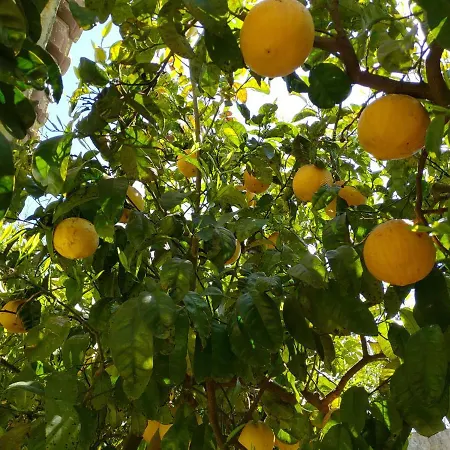 Σπίτι διακοπών Tenuta Le Vermene Alezio