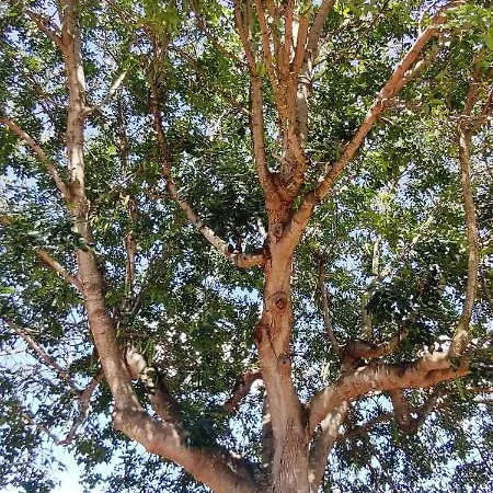 Tenuta Le Vermene Σπίτι διακοπών